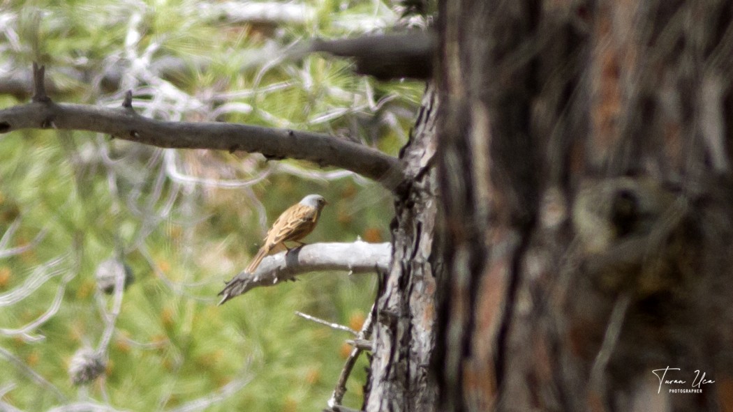 Ortolan Bunting