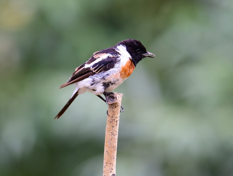 Siberian Stonechat
