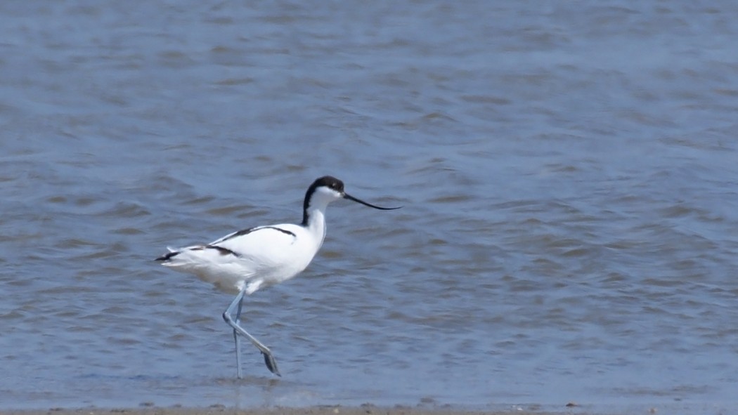 Pied Avocet