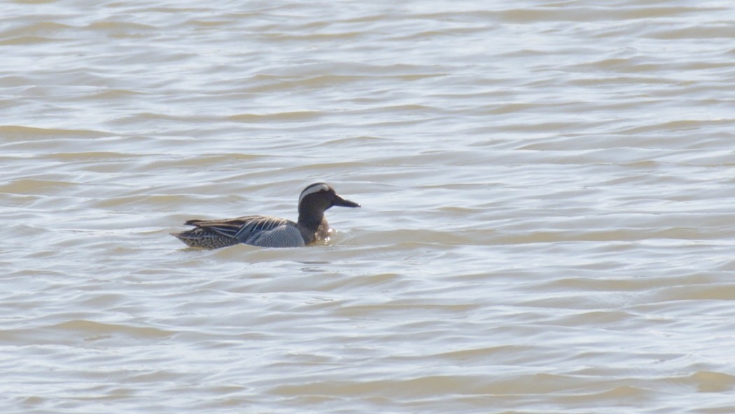 Garganey