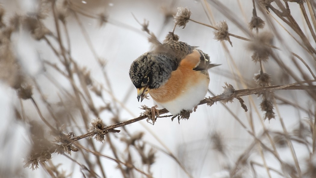 Brambling