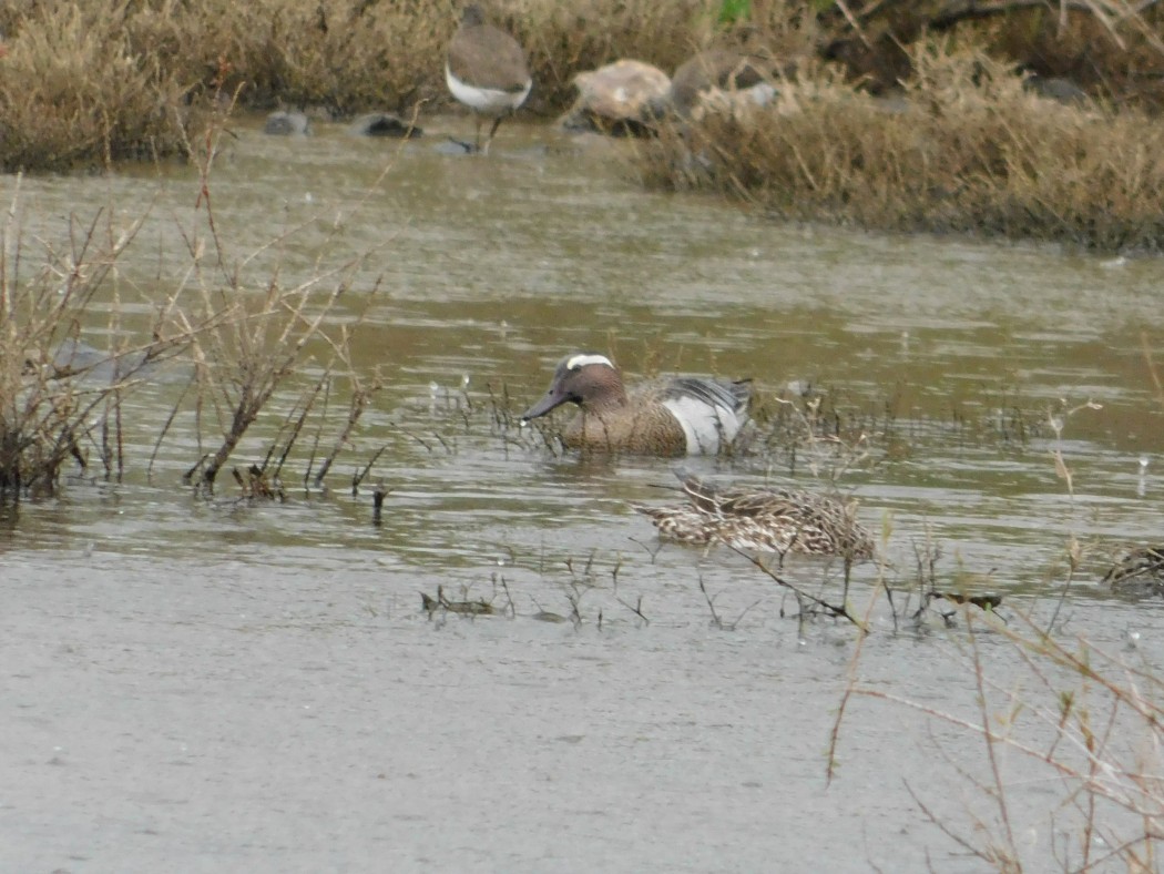 Garganey