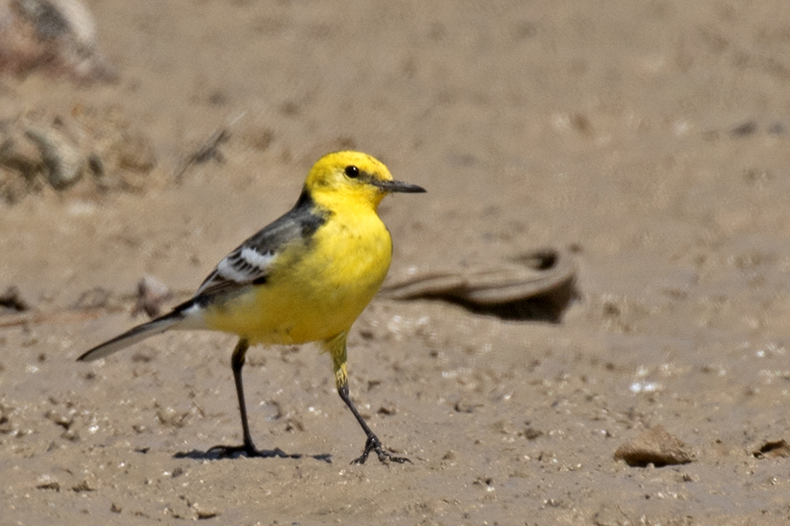 Citrine Wagtail
