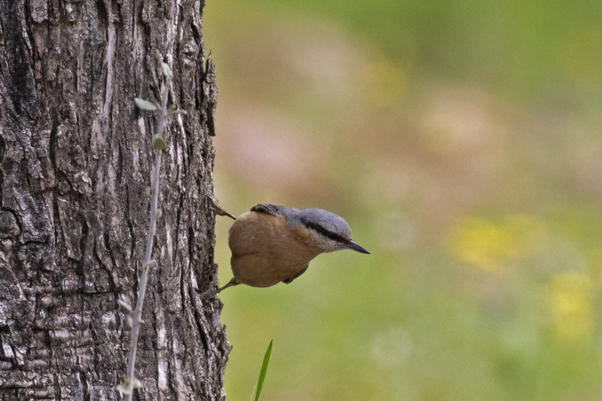 Eurasian Nuthatch