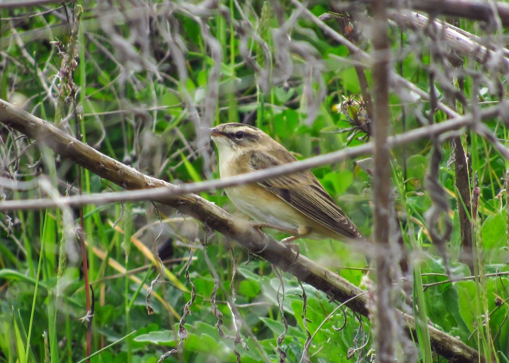 Sedge Warbler