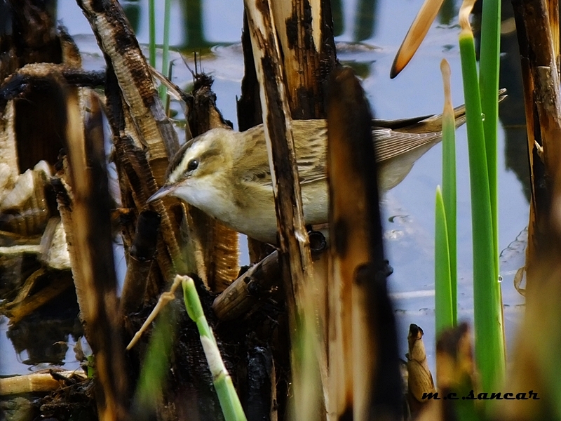 Sedge Warbler