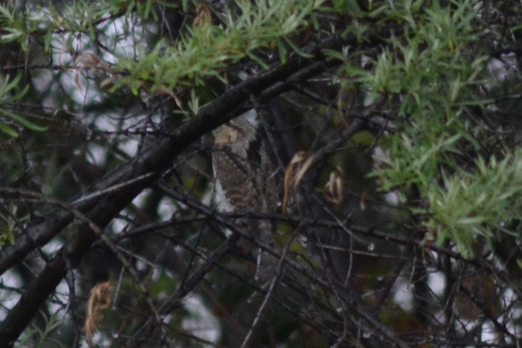 Eurasian Wryneck