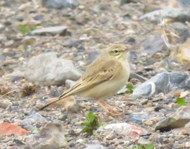 Tawny Pipit