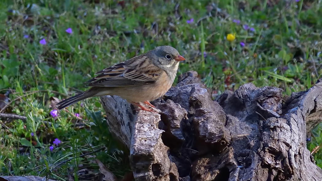Ortolan Bunting
