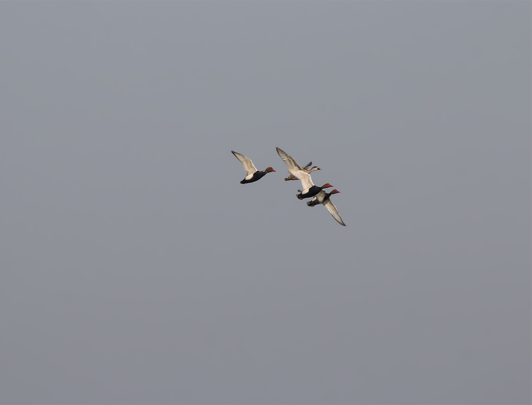 Red-crested Pochard
