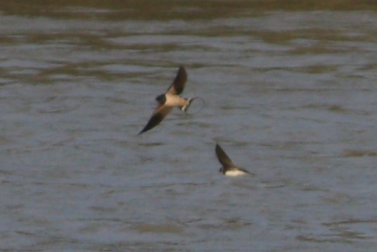 Sand Martin