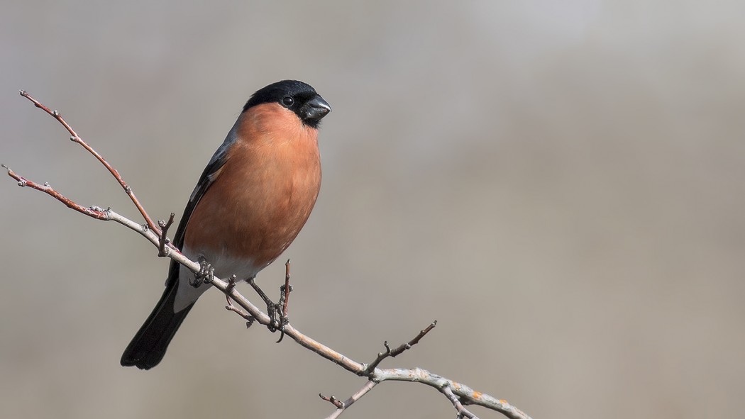 Eurasian Bullfinch