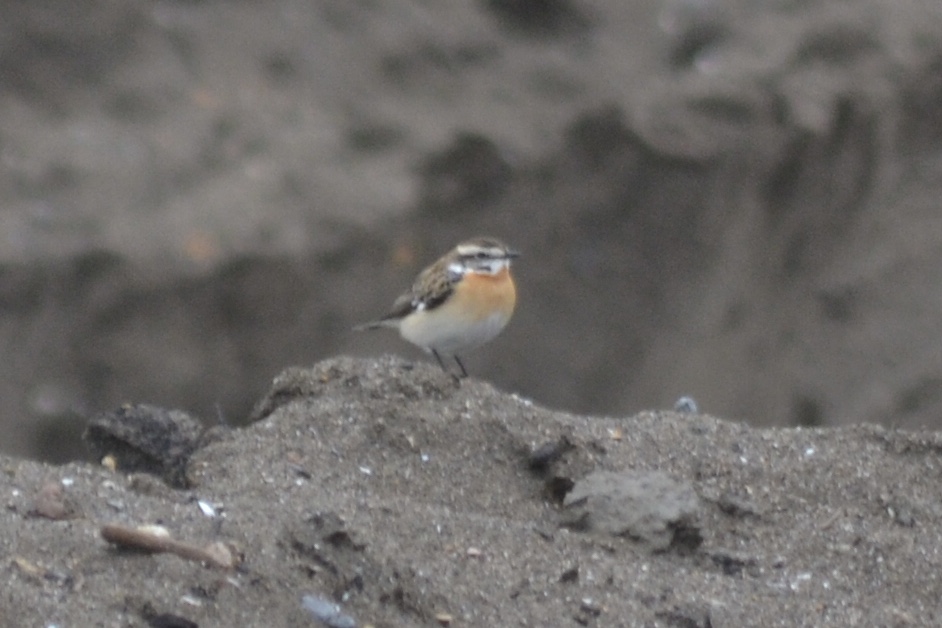 Whinchat