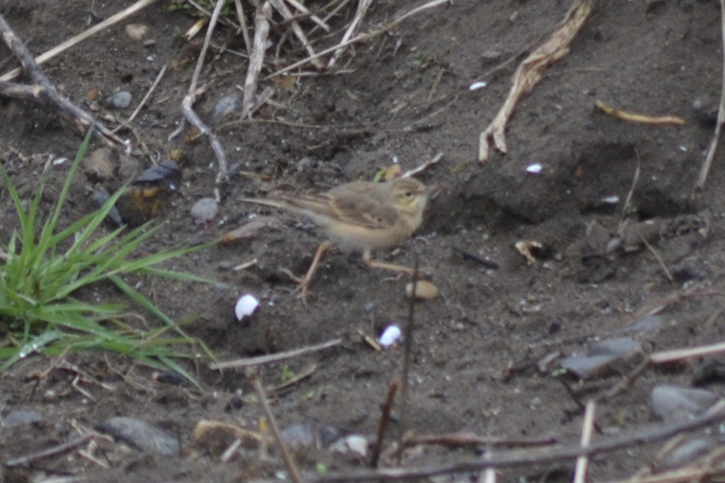 Tawny Pipit