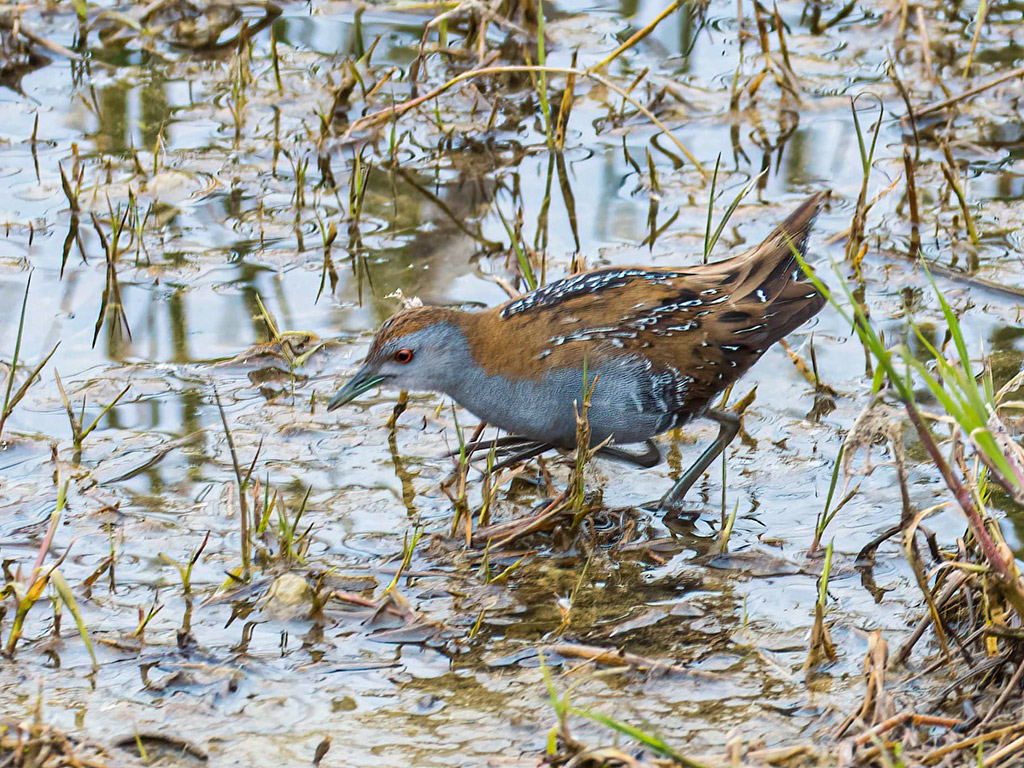 Baillon`s Crake