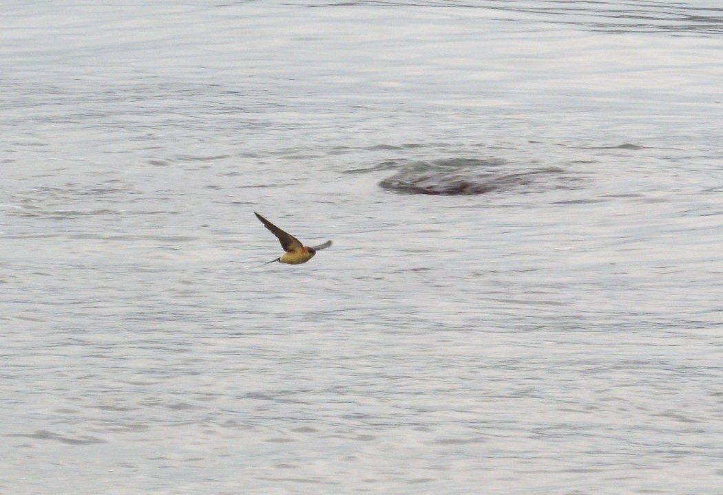 Red-rumped Swallow
