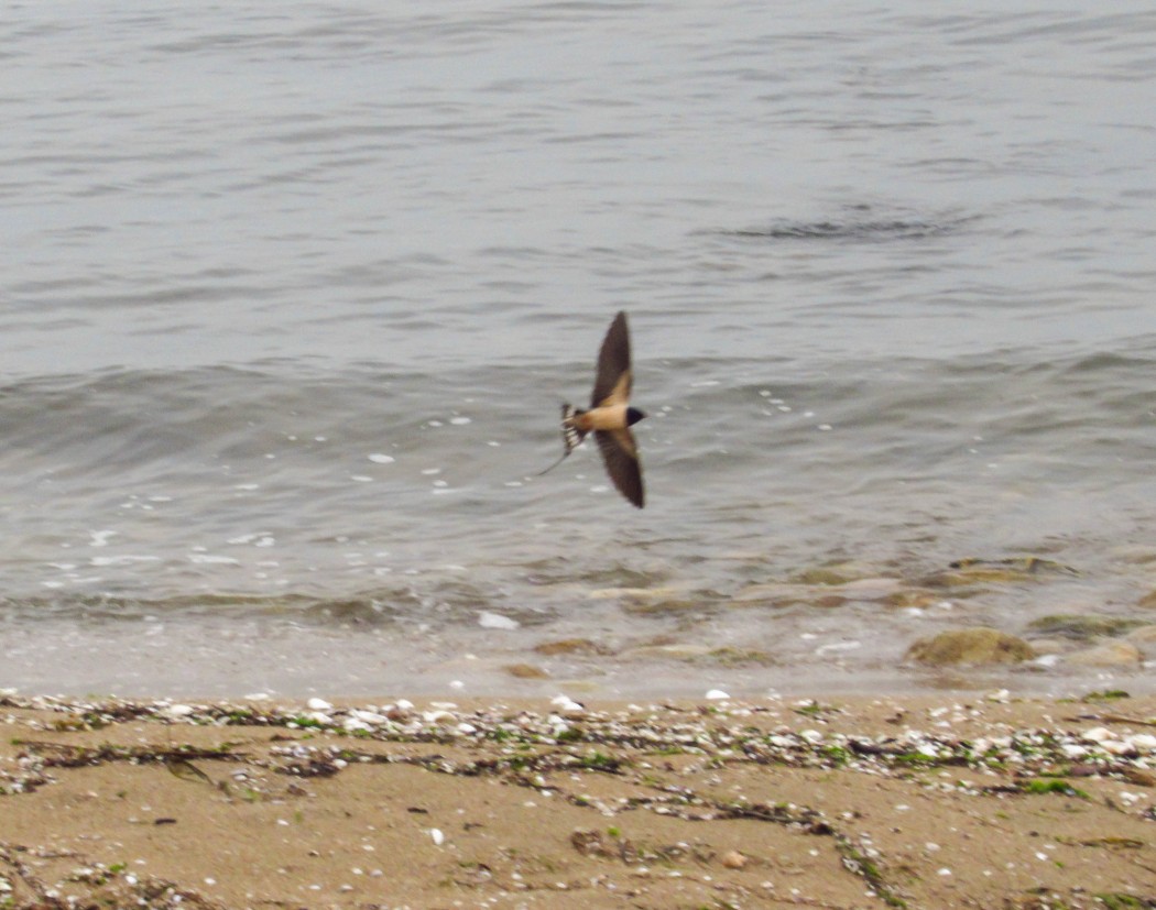 Barn Swallow