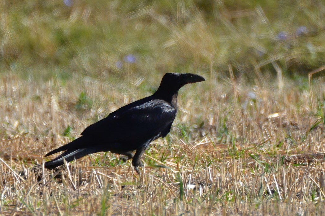 Northern Raven