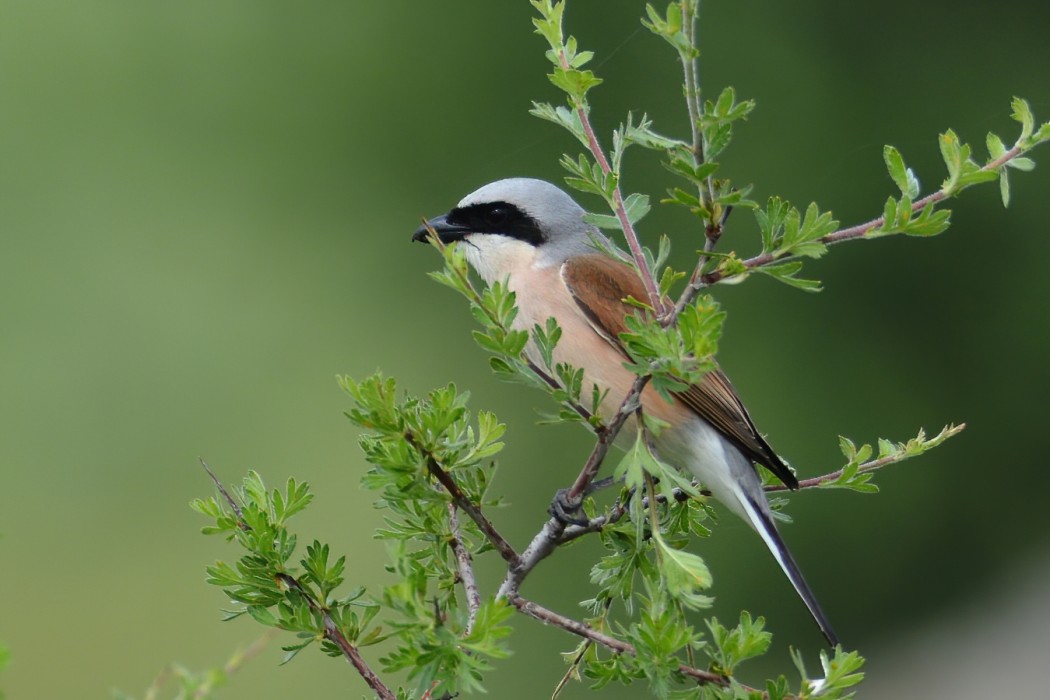 Red-backed Shrike