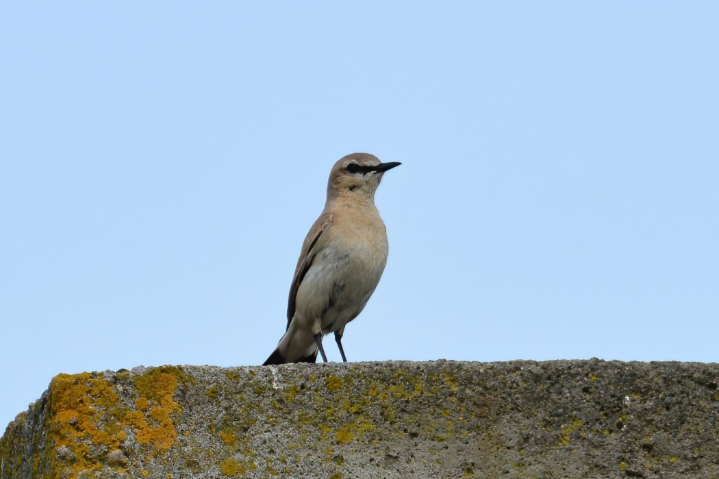 Isabelline Wheatear