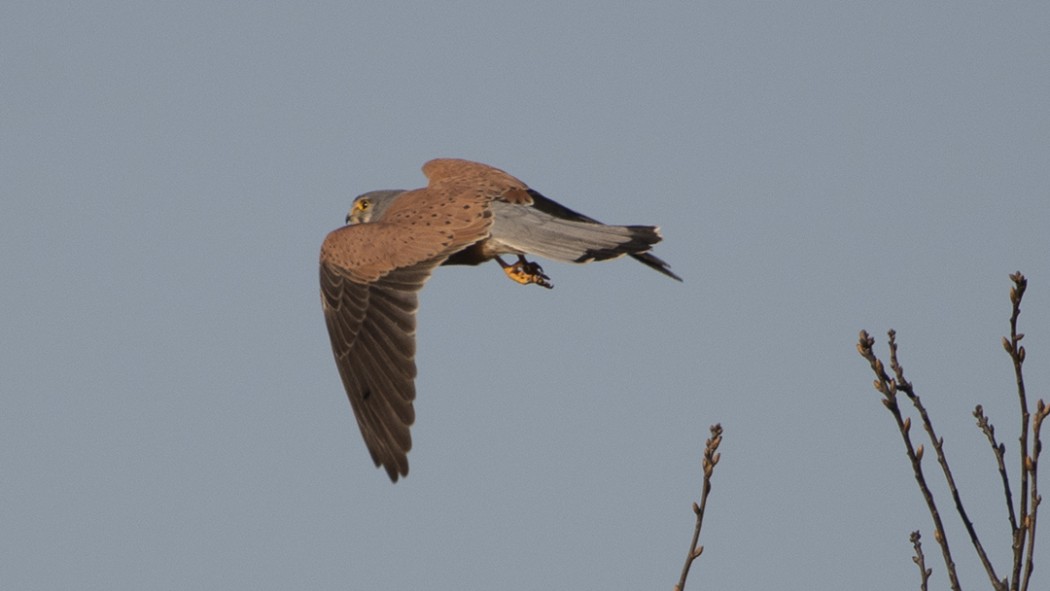 Common Kestrel