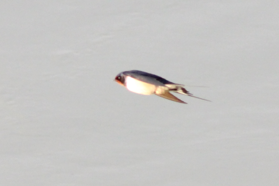 Barn Swallow