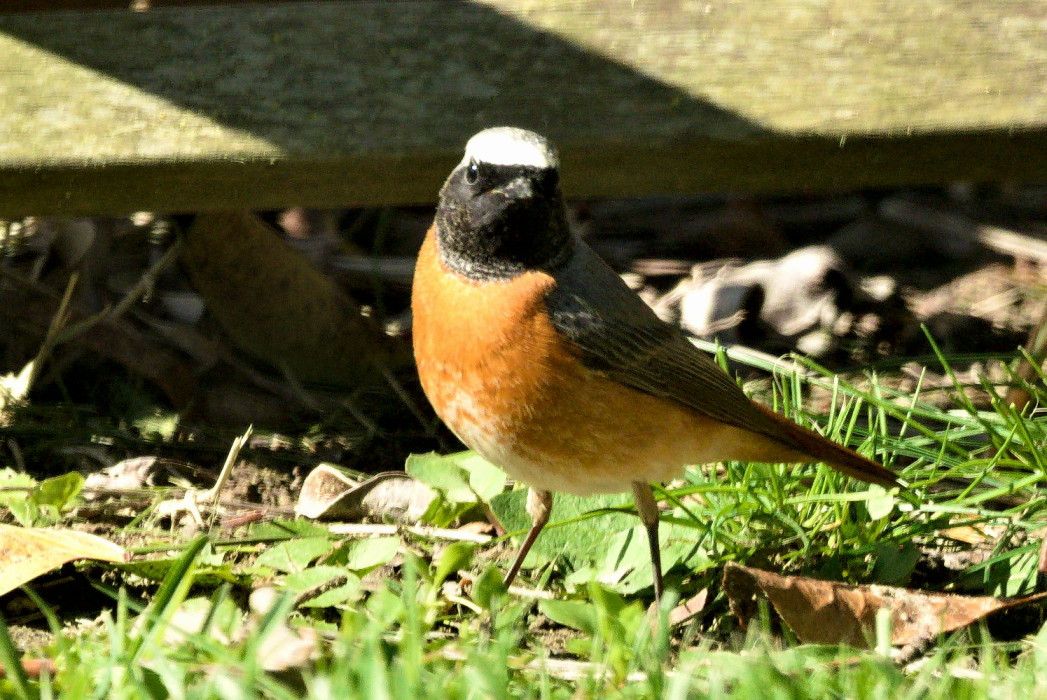 Common Redstart