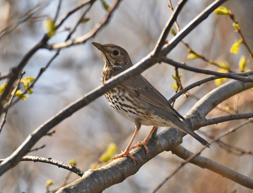 Mistle Thrush