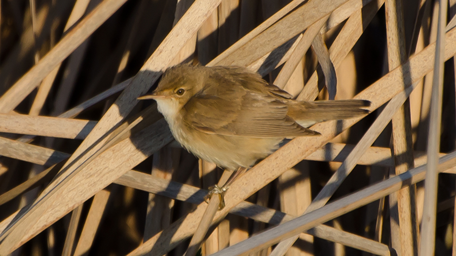Common Reed Warbler