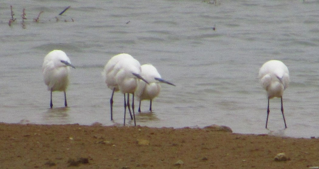 Little Egret