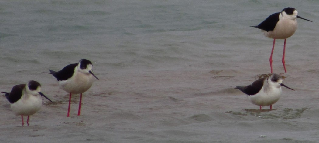 Black-winged Stilt