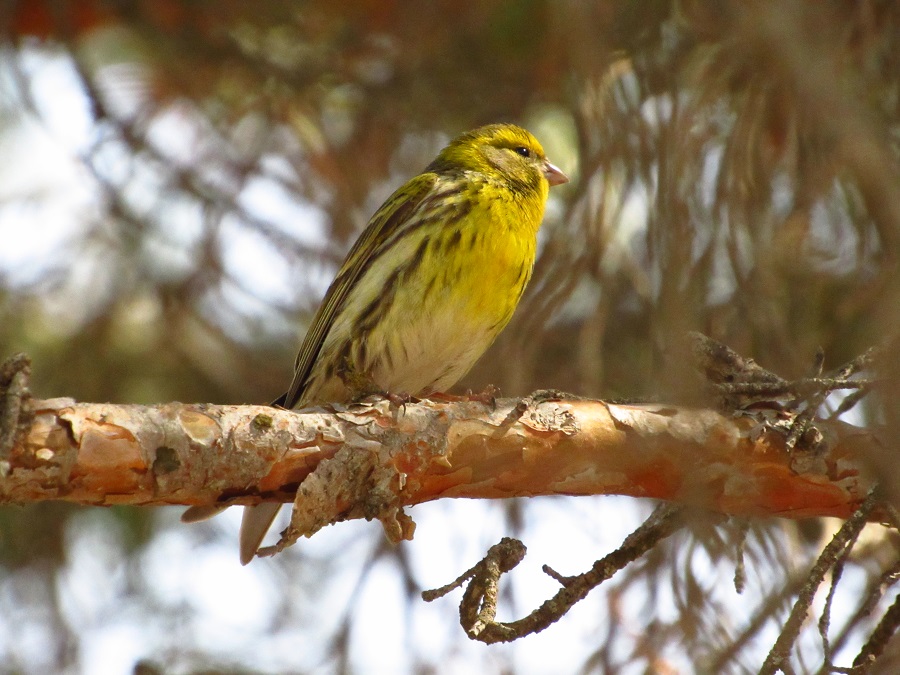 European Serin