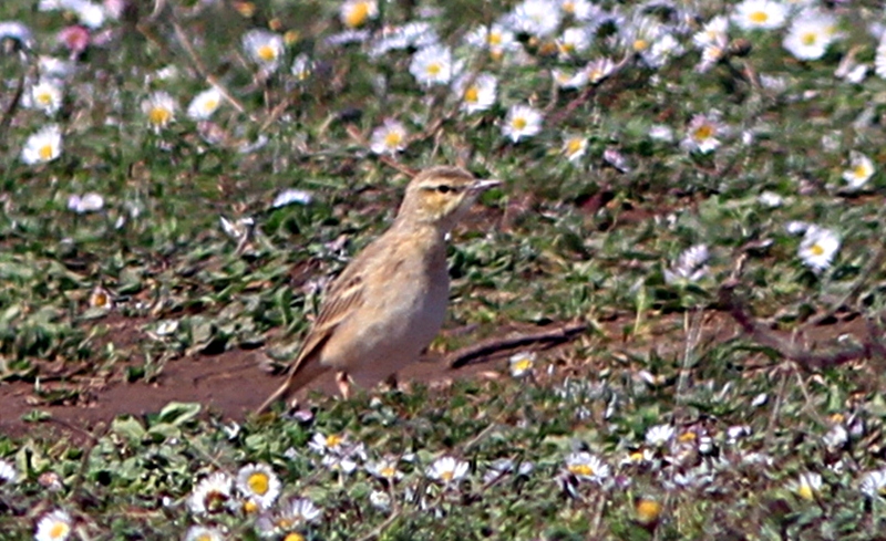 Tawny Pipit