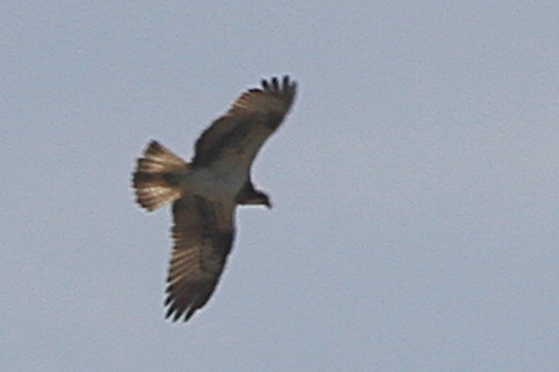 Osprey