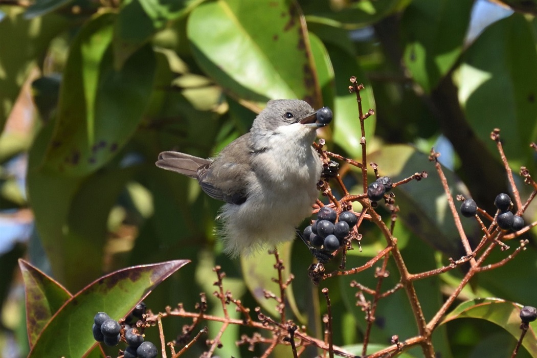 Lesser Whitethroat