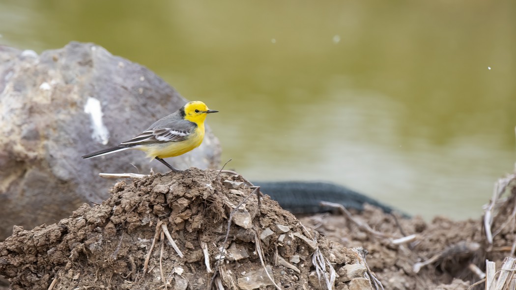 Citrine Wagtail