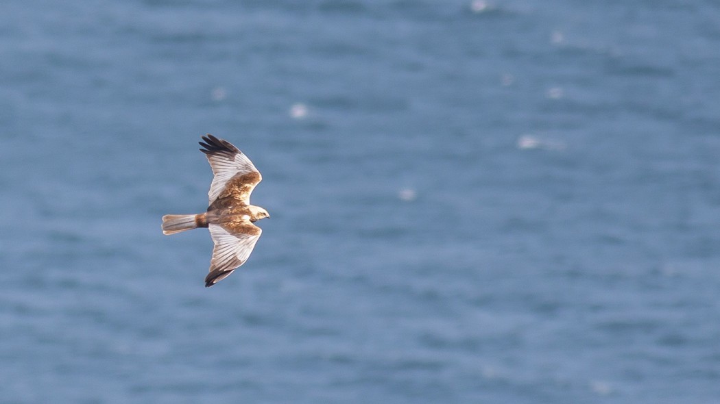 Western Marsh Harrier