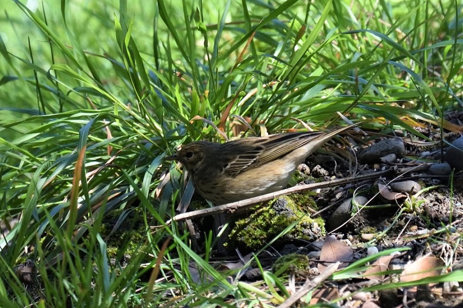 Tree Pipit