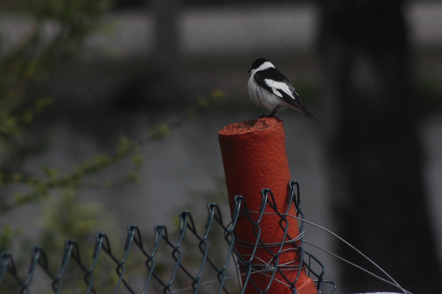 Collared Flycatcher