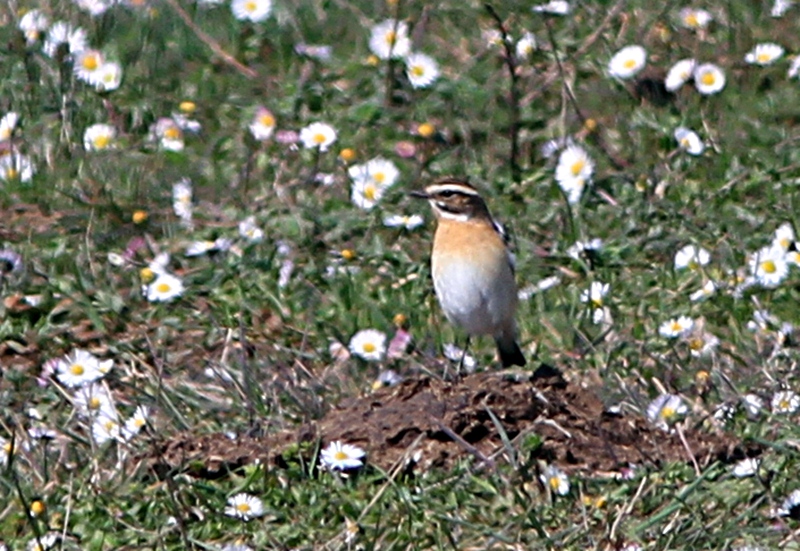 Whinchat