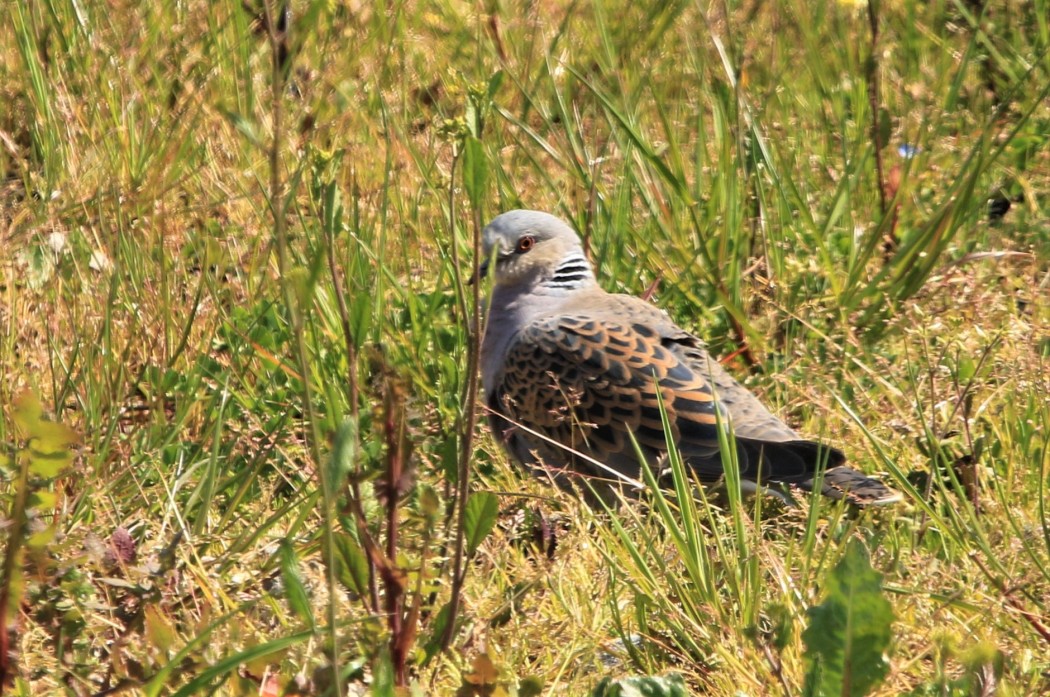 European Turtle Dove