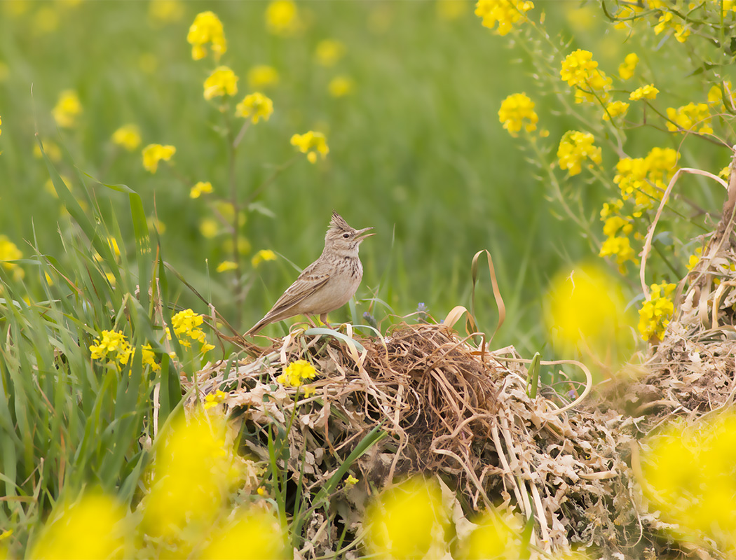 Crested Lark