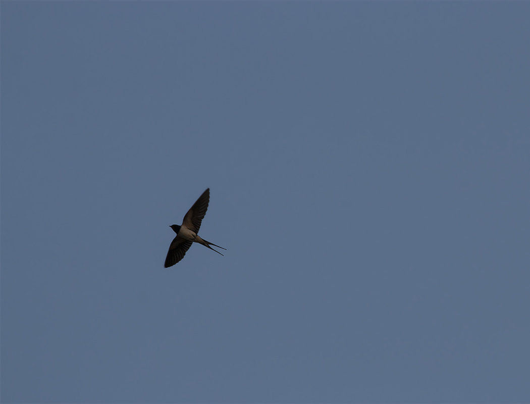 Barn Swallow
