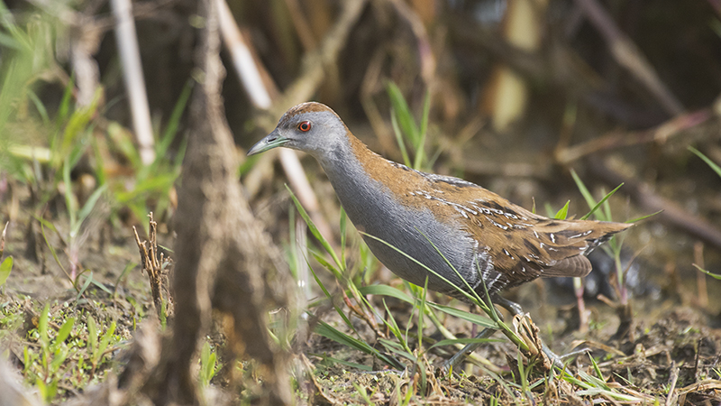 Baillon`s Crake