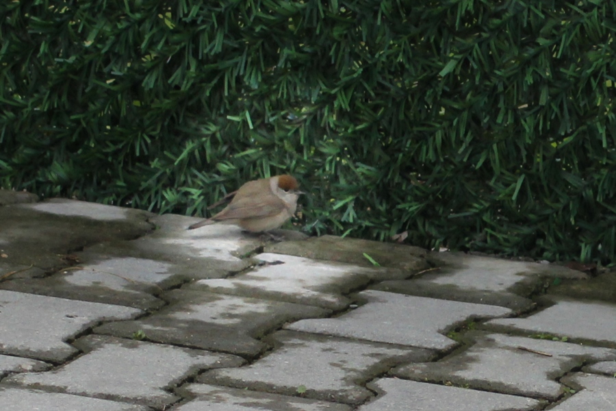 Eurasian Blackcap