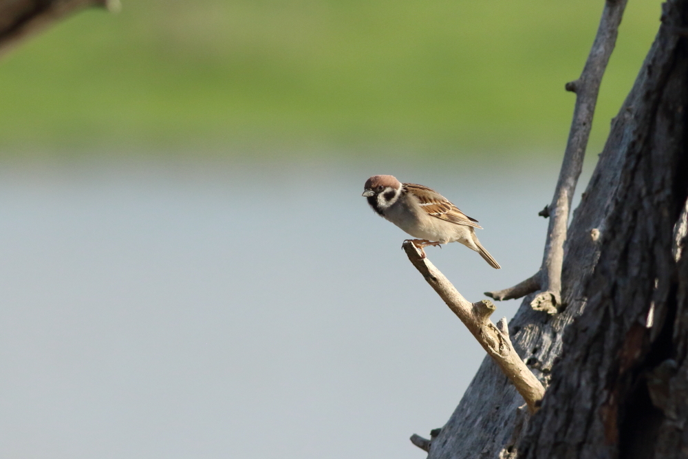 Eurasian Tree Sparrow