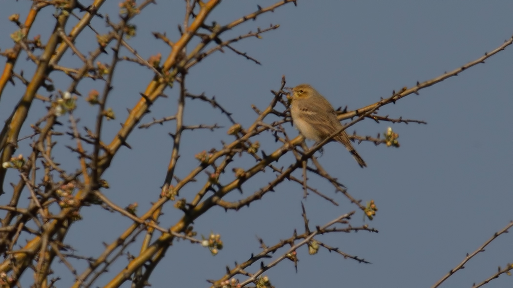 Tawny Pipit