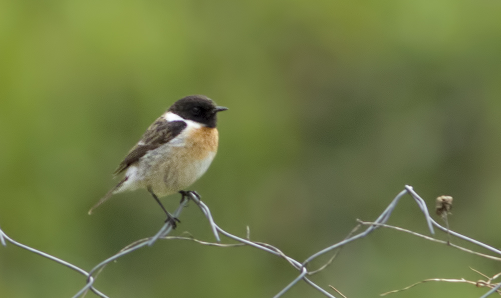 Siberian Stonechat