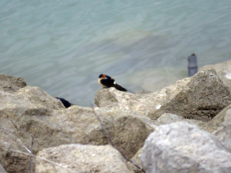 European Red-rumped Swallow