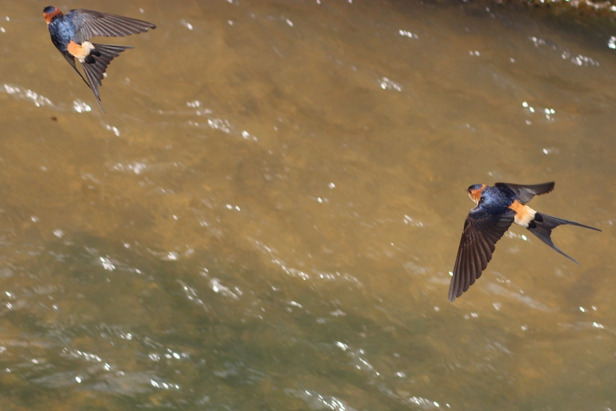 European Red-rumped Swallow